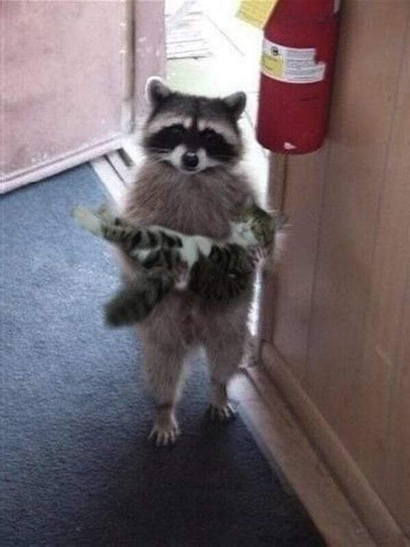 The meme features a picture of a raccoon (also referred to as a "trash panda") standing in front of a trash can, looking dejected. The text overlayed on the image reads: "when you finally clean your room but realize you still have to do laundry".